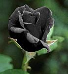 BlackRose