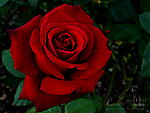 red rose cesar chavez 01