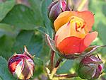 charming rose bush