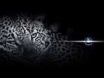 Leopar