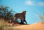 Leopar 50 dk dan fazla bo�u�tu�u ya�l� di�i bir balporsu�unu nihayet �ld�rebilmi� ! 
 
Sadece 6 ile 12 kg graml�k minik bedeniyle RATEL kolay lokma...