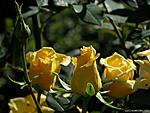 flower099