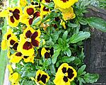 flower066