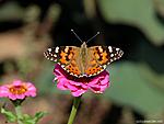 animals132