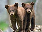 animals120