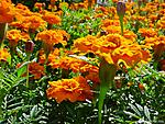 flower041