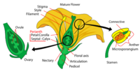 Ger�ek boyutunda g�r�nt�lemek i�in resme t�klay�n.

Ad�:  423px-Mature_flower_diagram.svg.png
G�sterim: 949
Boyutu:  56.2 KB