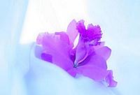 Ger�ek boyutunda g�r�nt�lemek i�in resme t�klay�n.

Ad�:  My_Mothers_Orchid.jpg
G�sterim: 927
Boyutu:  17.7 KB