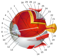 Ger�ek boyutunda g�r�nt�lemek i�in resme t�klay�n.

Ad�:  Eye-diagram_no_circles_border.svg.png
G�sterim: 71
Boyutu:  82.7 KB