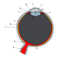 Ger�ek boyutunda g�r�nt�lemek i�in resme t�klay�n.

Ad�:  Schematic_diagram_of_the_human_eye.svg.png
G�sterim: 74
Boyutu:  21.8 KB