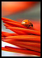 Ger�ek boyutunda g�r�nt�lemek i�in resme t�klay�n.

Ad�:  cocc6.jpg
G�sterim: 967
Boyutu:  129.8 KB