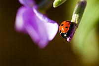 Ger�ek boyutunda g�r�nt�lemek i�in resme t�klay�n.

Ad�:  looking_over_the_edge_by_jwischka.jpg
G�sterim: 168
Boyutu:  28.1 KB