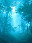 blue forest 240x320