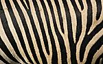 zebra stripes wallpapers 13062 1280x800
