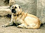kangal01
