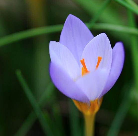 Ad:  bflower.jpg
Gsterim: 472
Boyut:  28.8 KB