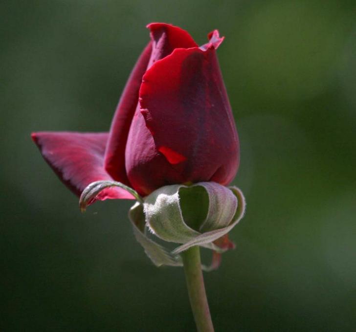 Ad:  28377993.jpg
Gsterim: 466
Boyut:  27.1 KB