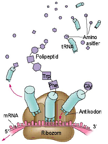 Ad:  Ribozom-tRNA_balanmas.jpg
Gsterim: 7901
Boyut:  151.2 KB