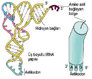 Ad:  300px-TRNA_yaps.jpg
Gsterim: 7292
Boyut:  22.0 KB