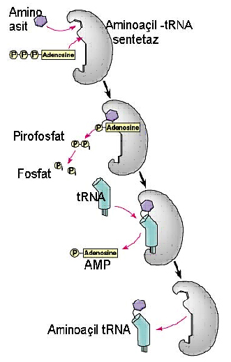 Ad:  Aminoail-tRNA_Sentetaz.jpg
Gsterim: 7338
Boyut:  105.0 KB