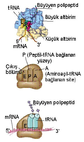 Ad:  Aminoail-tRNA_yaps.jpg
Gsterim: 7266
Boyut:  135.0 KB