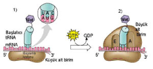 Ad:  300px-Ribozom-mRNA_birlemesi_ve_tRNA_oluumu.jpg
Gsterim: 6671
Boyut:  9.4 KB