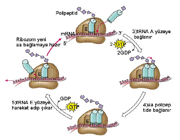 Ad:  Polipeptid_uzamas.jpg
Gsterim: 7213
Boyut:  202.5 KB