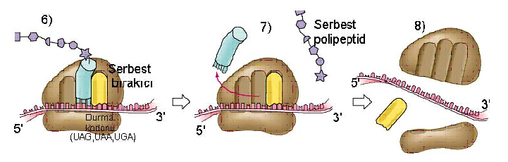 Ad:  Polipeptidin_serbest_kalmas.jpg
Gsterim: 6690
Boyut:  148.0 KB