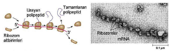 Ad:  Poliribozom.jpg
Gsterim: 6533
Boyut:  35.9 KB