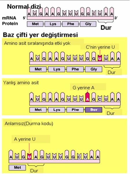 Ad:  449px-Baz_ifti_yer_deitirmesi.JPG
Gsterim: 6062
Boyut:  46.5 KB