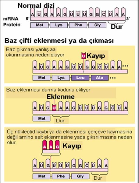 Ad:  456px-Baz_ifti_Eklenmesi_ya_da_karlmas.JPG
Gsterim: 6192
Boyut:  54.6 KB