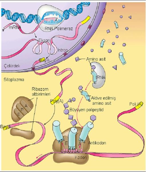 Ad:  510px-Protein_sentezi.JPG
Gsterim: 6467
Boyut:  53.8 KB