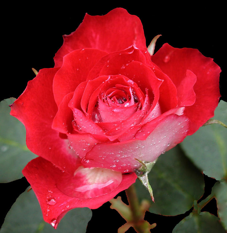 Ad:  canopy_0501.jpg
Gsterim: 162
Boyut:  74.0 KB