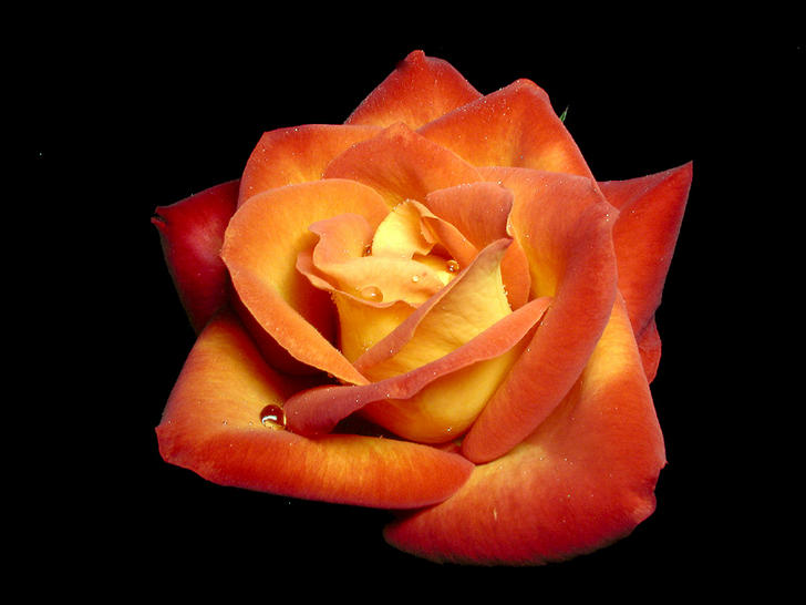 Ad:  heredianass_copia.jpg
Gsterim: 226
Boyut:  42.0 KB