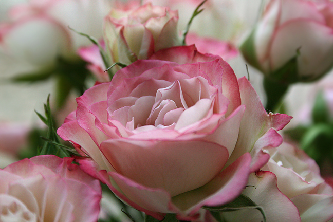 Ad:  56447769.jpg
Gsterim: 273
Boyut:  271.5 KB