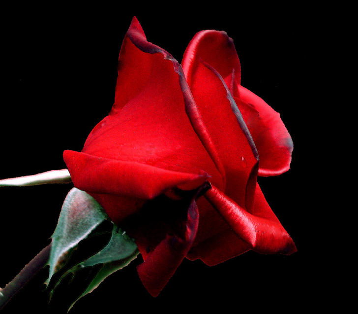 Ad:  rose_profile.jpg
Gsterim: 788
Boyut:  45.4 KB