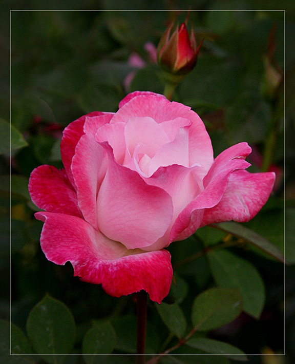 Ad:  rose_of_blending_pinks.jpg
Gsterim: 431
Boyut:  118.9 KB