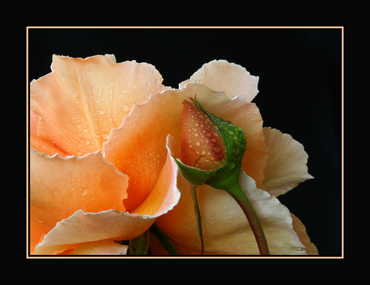 Ad:  dec282006_019a.jpg
Gsterim: 271
Boyut:  50.3 KB