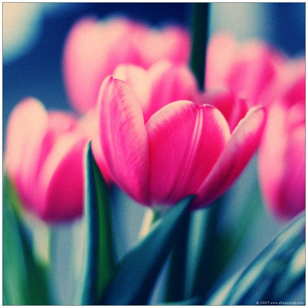 Ad:  Spring_Flower_Shot_by_hesitation.jpg
Gsterim: 799
Boyut:  82.8 KB