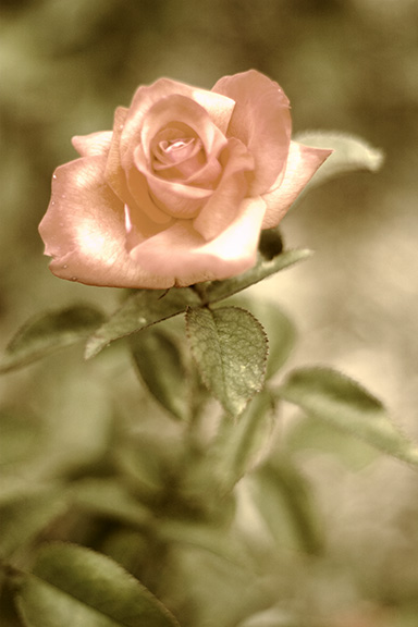 Ad:  32184678.roses5.jpg
Gsterim: 199
Boyut:  73.9 KB