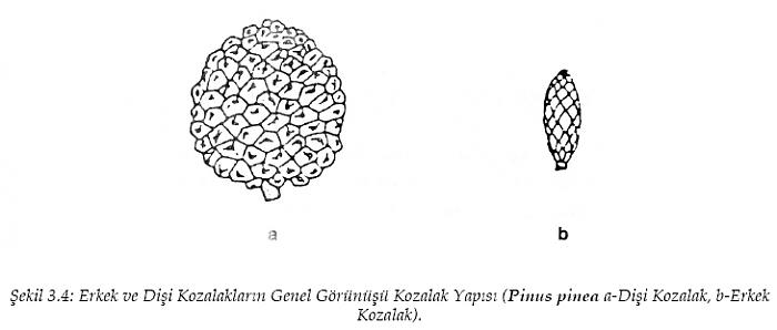 Ad:  sekil3_4.jpg
Gsterim: 857
Boyut:  20.1 KB