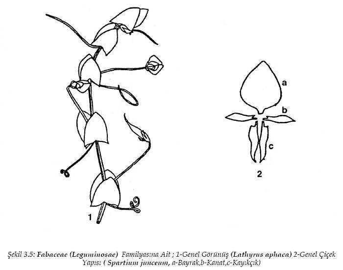 Ad: sekil3_5.jpg
Gösterim: 753
Boyut: 33.0 KB