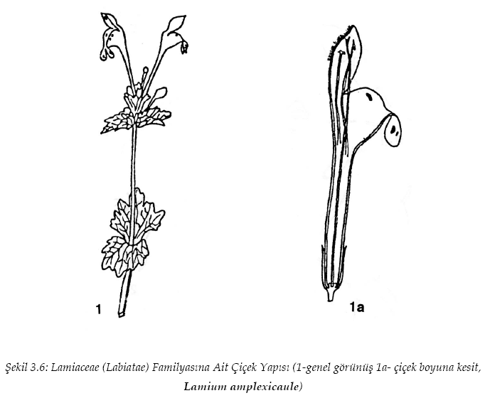 Ad: sekil3_6.PNG
Gösterim: 797
Boyut: 72.5 KB