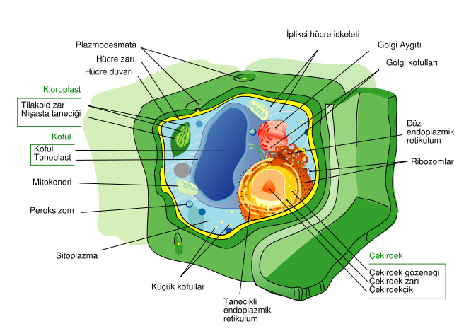 Ad:  649px-Plant_cell_structure_tr.svg.png
G�sterim: 351
Boyut:  148.9 KB