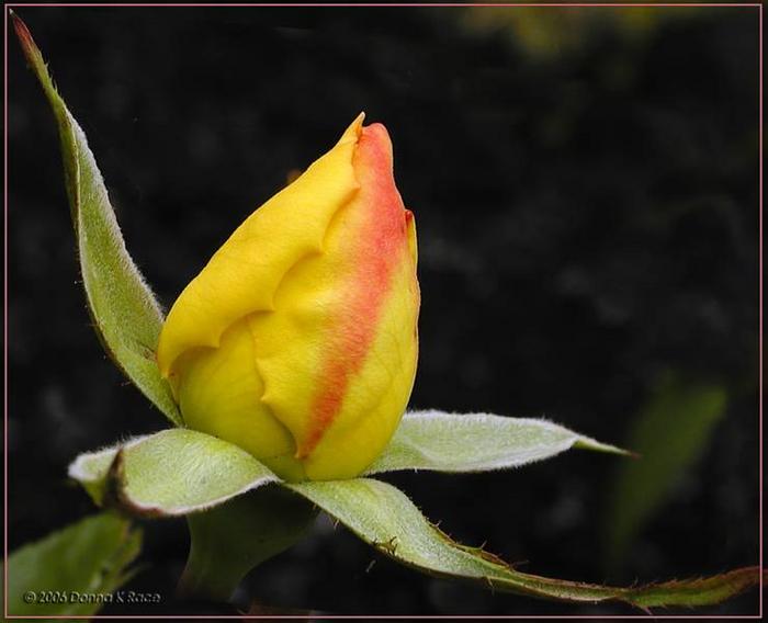 Ad:  59593989.05P5020145OregoldRoseBud.jpg
Gsterim: 194
Boyut:  34.5 KB