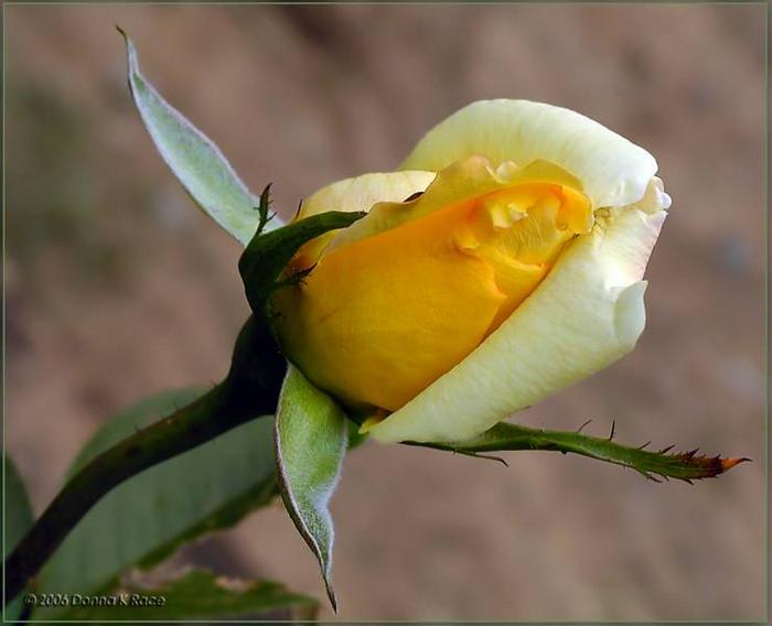 Ad:  59593890.05P5020147OregoldRose.jpg
Gsterim: 134
Boyut:  31.4 KB