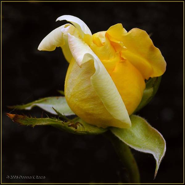 Ad:  59594501.05P5020144OregoldRose.jpg
Gsterim: 214
Boyut:  39.6 KB