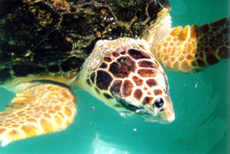 Ad:  260px-Caretta_caretta01.jpg
Gsterim: 526
Boyut:  21.5 KB