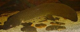 Ad:  260px-Australian-Lungfish.jpg
Gsterim: 252
Boyut:  6.4 KB