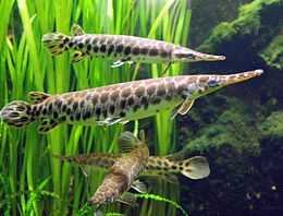 Ad: 260px-Kaimanfische_Lepisosteus.jpg
Gösterim: 293
Boyut: 17.0 KB